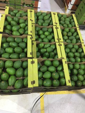 Aguacate hass