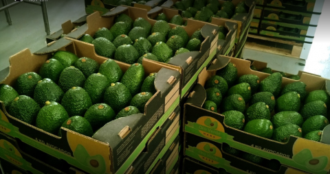 aguacate_hass.png Aguacate Hass