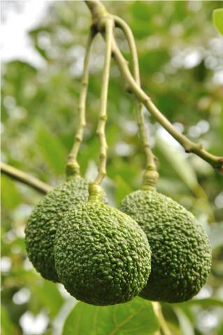 agucate_hass.jpg Aguacate hass ( persea americana)