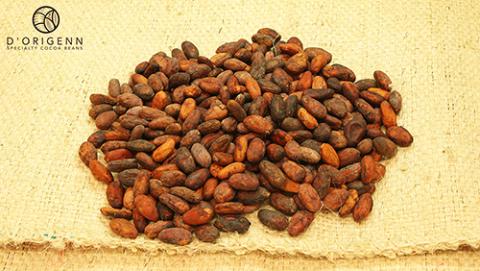 cacao premium de origen