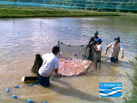 Redes de pesca, Jaulas, hapas, chinchorros, Nasas, Atarrayas, cordel