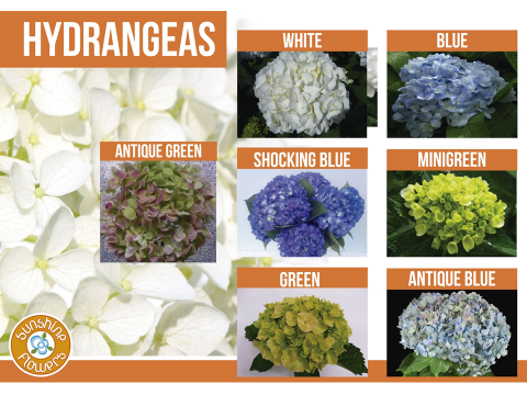 Hydrangeas
