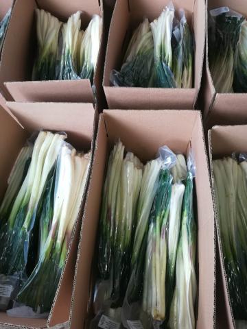 exportacion_cebolla_larga.jpg Cebolla larga, cebolla junca, cebolla de rama
