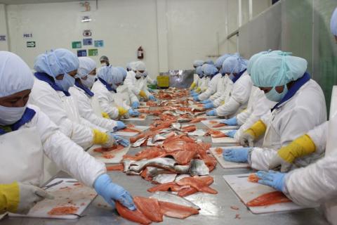 REFRIGERATED FRESH TILAPIA Image