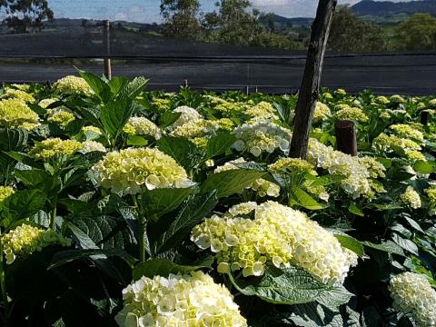 flor_4.jpg HORTENSIAS