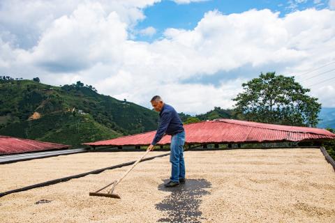 Café verde, Café Excelso, Café especial, Café del Huila, Café del Tolima