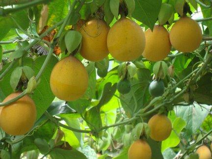 GRANADILLA,AGUACATE,UCHUVA,PITAHAYA,ALCACHOFA,PAPA CRIOLLA