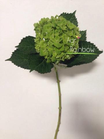 hyd_esmeralda_2.jpg Hydrangea
