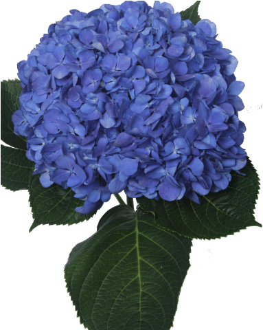 Hortensia, calla, ave del paraiso, ruscus, flor, tallo.