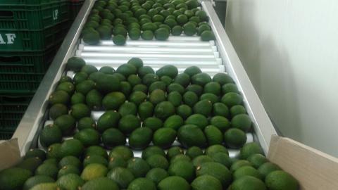 Aguacate Hass