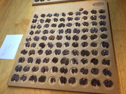 img_6735.jpg cacao en grano