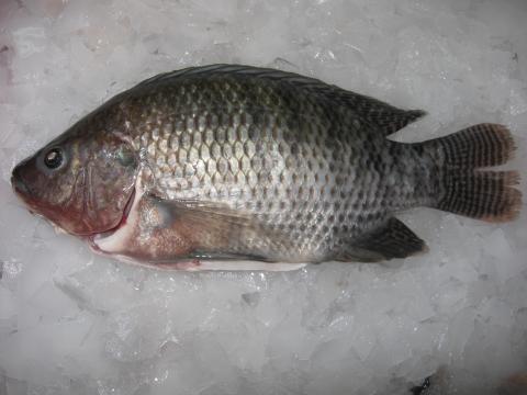 TILAPIA PLATEADA SESA FRESCA TIPO EXPORTACION