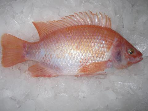 TILAPIA ROJA SESA FRESCA TIPO EXPORTACION