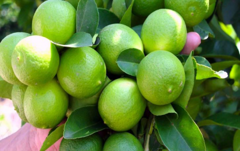 LIMON TAHITI Image