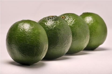 limones_tahiti.jpg Lima acida tahiti ( citrus latifolia )