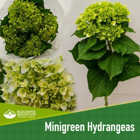 Hortensia mini green