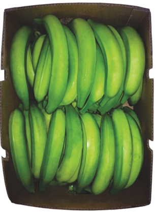 Plátano