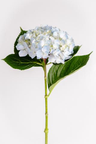 Hortensia Azul
