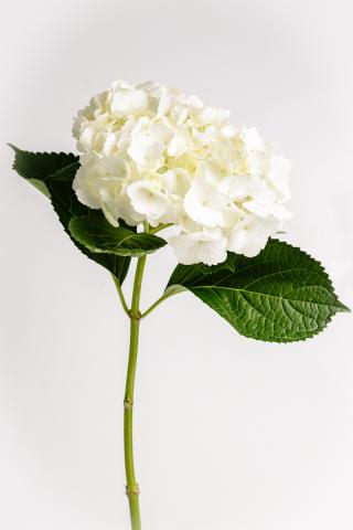 Hortensia Blanca