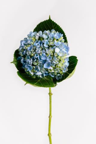 Hortensia Azul Intenso