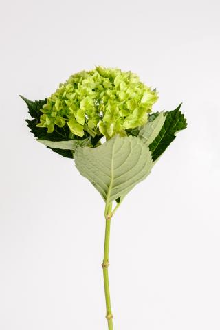 Hortensia Verde