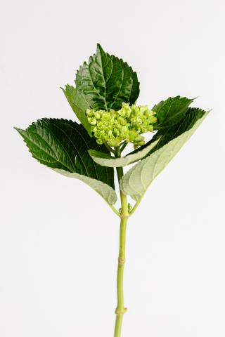 Hortensia Mini Green