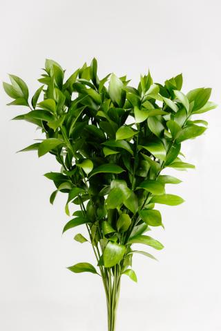 Ruscus Israeli