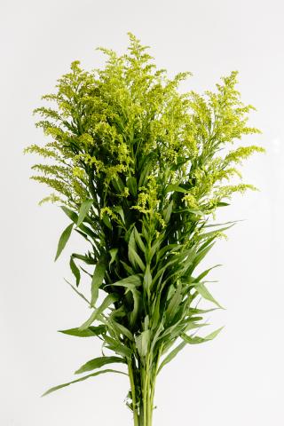 Solidago