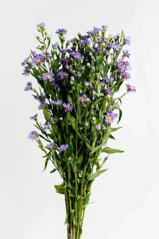 Aster Morado