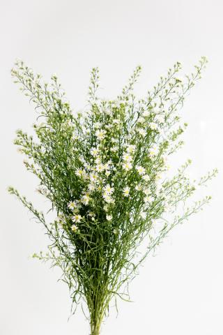 Aster Blanco