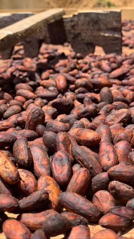 Fine Aroma Cocoa Beans Image