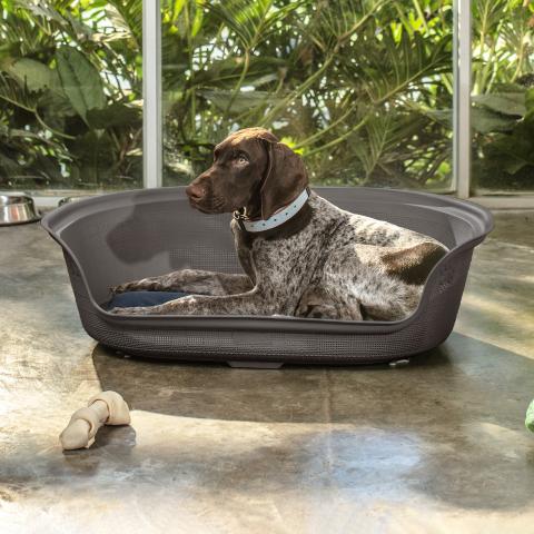 Rimax Dog Resin Bed Image