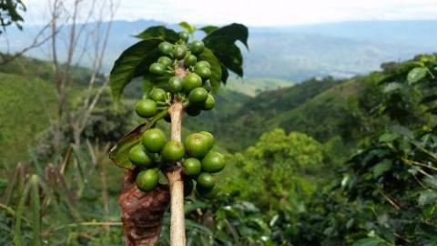 Green Coffee Beans