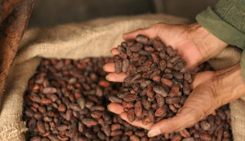 cocoa beans Image