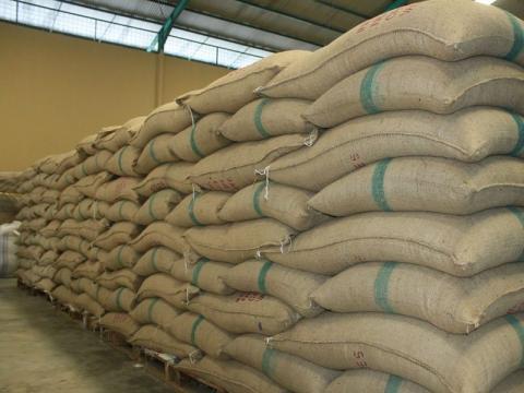 cocoa beans Image