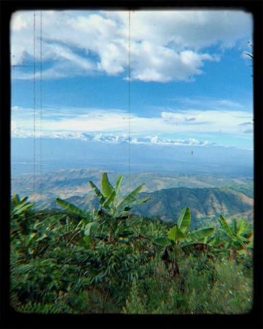 Dehydrated Banana - Banano Passo Image
