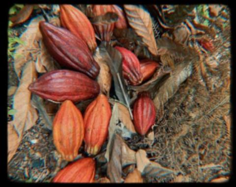 Cocoa Image