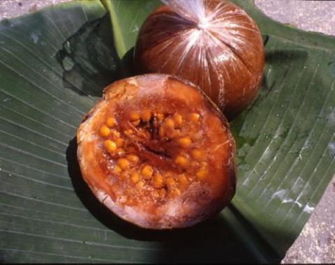 Borojo Fruit Powder or Snack