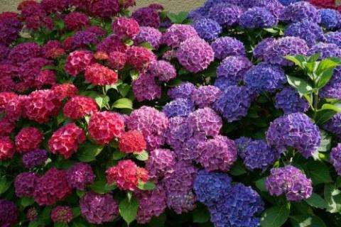 Hydrangea Flowers