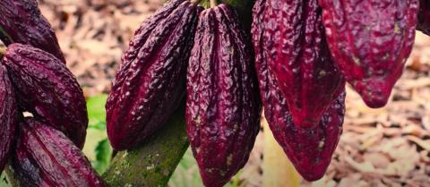 COCOA BEANS Image