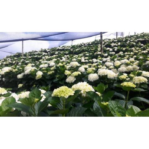 HYDRANGEA WHITE S.SELECT