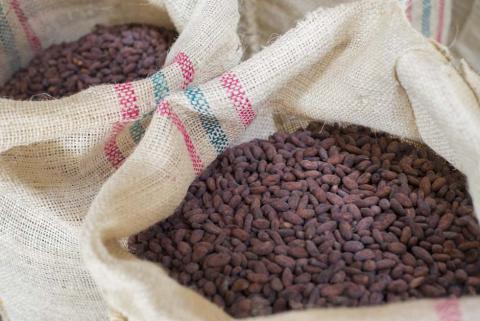 Cacao beans