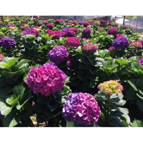HYDRANGEA ELITE PURPLE