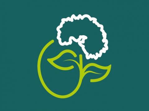 ORNITHOGALUM FACT SHEET