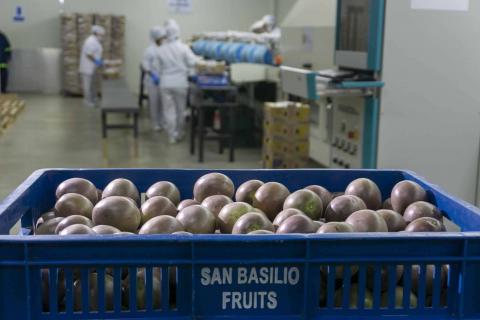 Fresh Passion fruit Image