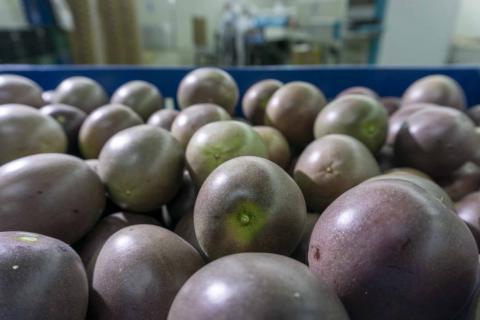 Fresh Passion fruit Image