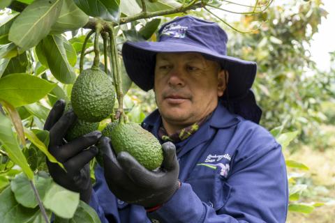 Fresh Hass Avocado Image