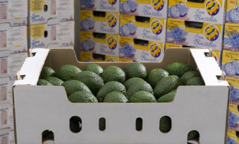 Fresh Hass Avocado Image