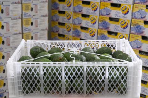 Fresh Hass Avocado Image