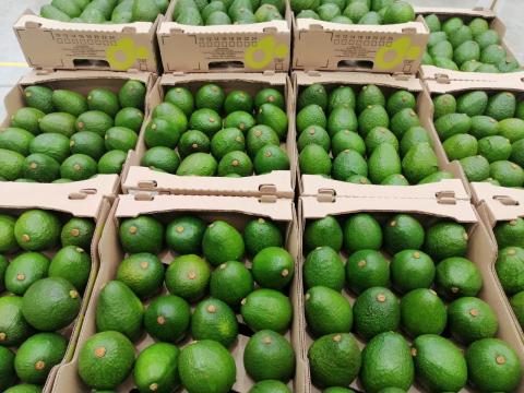Hass Avocado Image